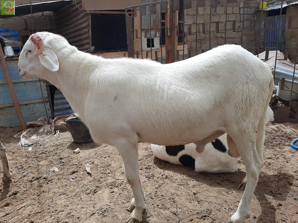 Moutons tabaski - Sheepfold - Senegal - Thiès - Thies - AMCOFI